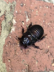 Panesthiinae