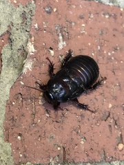 Panesthiinae