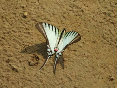 Neographium agesilaus