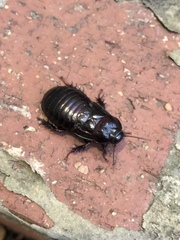 Panesthiinae