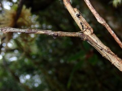 Neoclides
