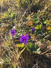 Viola altaica