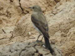 Syrtidicola fluviatilis