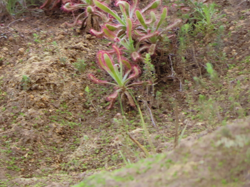 Drosera hilaris (Drosera hilaris)