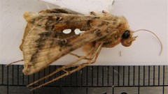 Autographa bimaculata