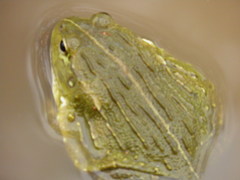 Pyxicephalus adspersus