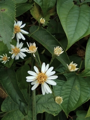 Aster ageratoides