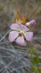 Malacothamnus fasciculatus catalinensis