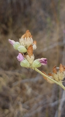 Malacothamnus fasciculatus catalinensis