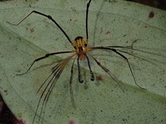 Paracrobunus similis