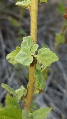 Malacothamnus fasciculatus catalinensis