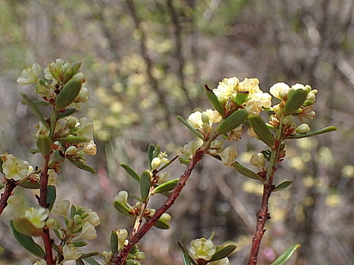 Clutia polifolia (Clutia polifolia)