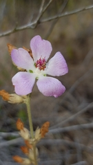 Malacothamnus fasciculatus catalinensis