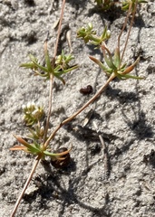 Adenogramma glomerata