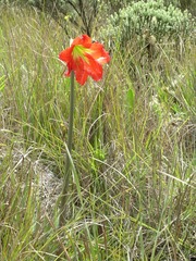 Hippeastrum morelianum