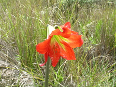 Hippeastrum morelianum
