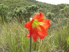 Hippeastrum morelianum