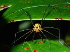 Paracrobunus similis