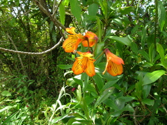 Alstroemeria foliosa