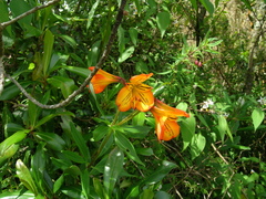 Alstroemeria foliosa