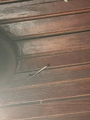 Stagmomantis carolina