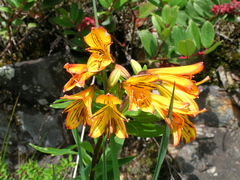 Alstroemeria foliosa