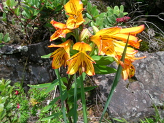 Alstroemeria foliosa