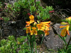 Alstroemeria foliosa