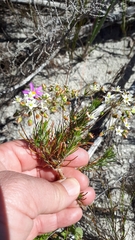 Pharnaceum elongatum