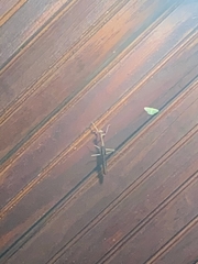 Stagmomantis carolina