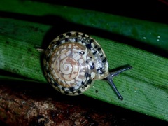 Trochomorphidae