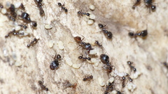 Pheidole tenuinodis