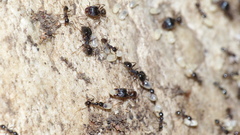 Pheidole tenuinodis