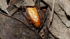 Pseudoderopeltis
