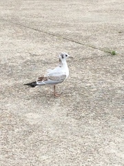 Chroicocephalus ridibundus