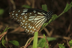 Tirumala limniace