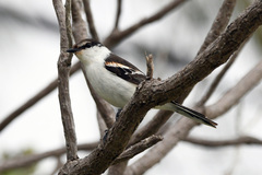Lalage leucopyga