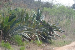 Encephalartos transvenosus