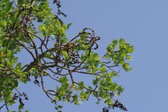 Erythrina lysistemon