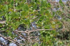 Erythrina lysistemon