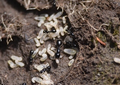 Camponotus werthi