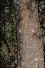 Erythrina lysistemon