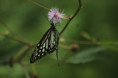 Parantica aglea