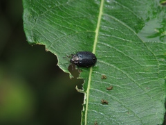 Chrysomela lapponica