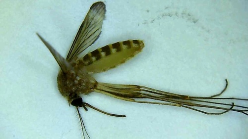 House Mosquito Complex photo 5