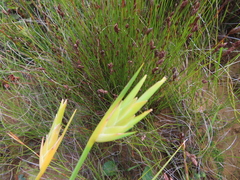 Bobartia gladiata