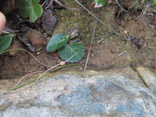 Image of Pelargonium asarifolium by (c) linkie, some rights reserved (CC BY)
