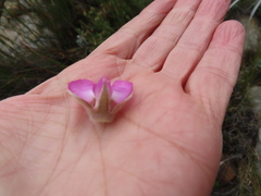 Podalyria variabilis