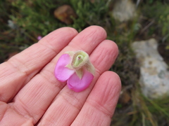 Podalyria variabilis