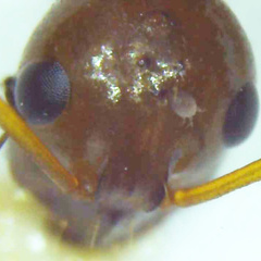 Formica pallidefulva